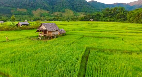 Muang La Rice-fields